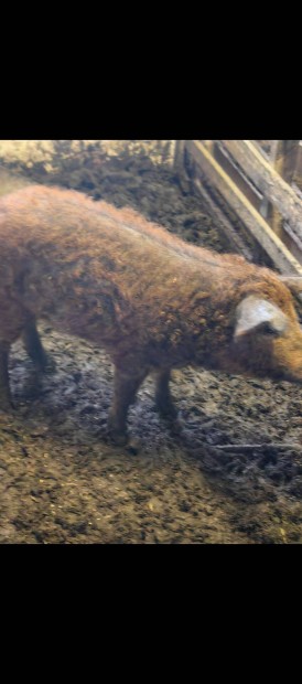 Vrs mangalica kan elad