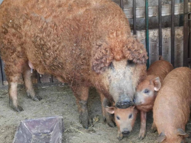 Vrs mangalica malac