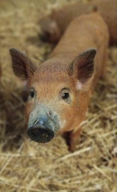 Vrs mangalica malacok