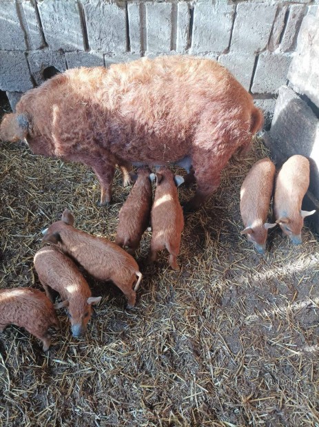 Vrs mangalica malacok! 