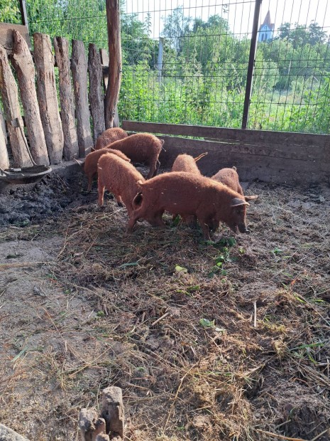 Vrs mangalica malacok eladk 