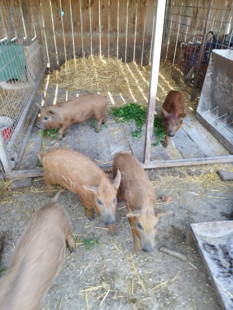 Vrs mangalica malacok eladk.