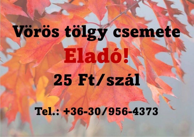 Vrs tlgy csemete Elad