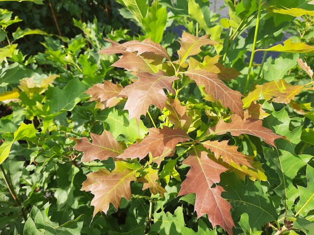 Vrs tlgy csemete Quercus Rubra