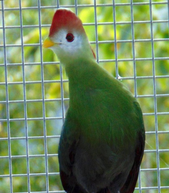 Vrsbbits turk ( angolai turaco) elad