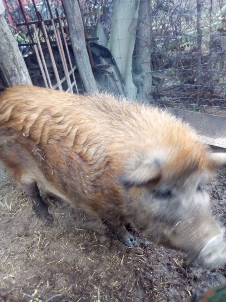 Vrsmangalica elad