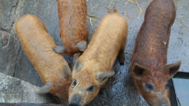 Vrsmangalica malacok