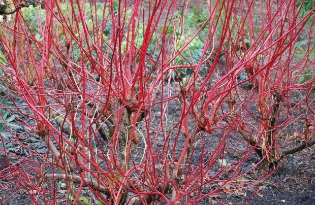 Vrsvesszej som Cornus alba