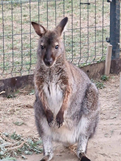 Wallaby nstny kenguru j kifutt keres