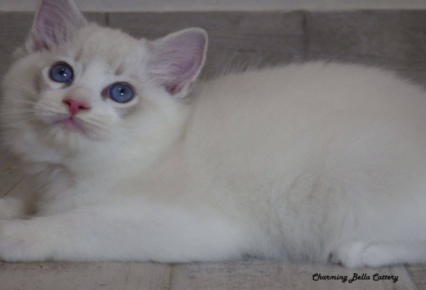 Washington Ragdoll cica!