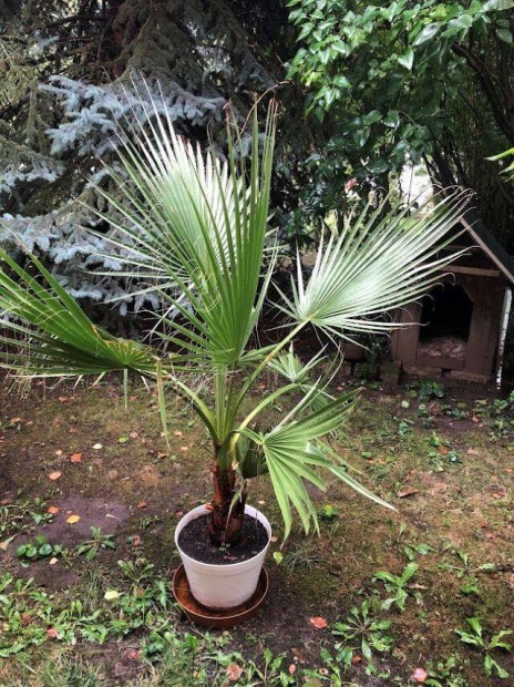 Washingtonia Filifera legyezplma