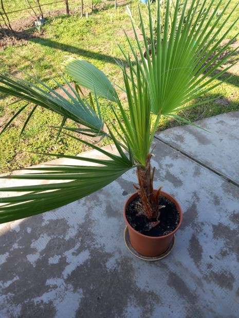 Washingtonia P�lma elad�!