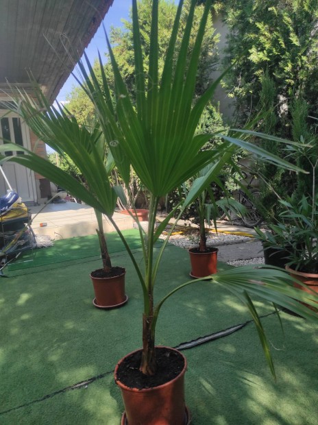 Washingtonia Robuszta plmk 