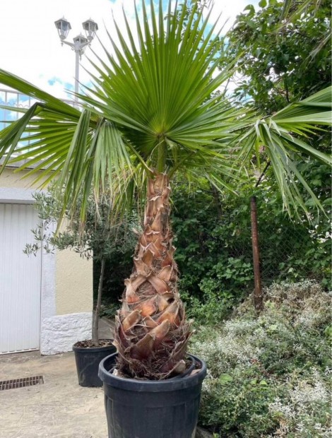 Washingtonia plma 230-260 cm plmafa