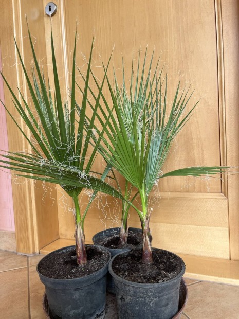 Washingtonia plma