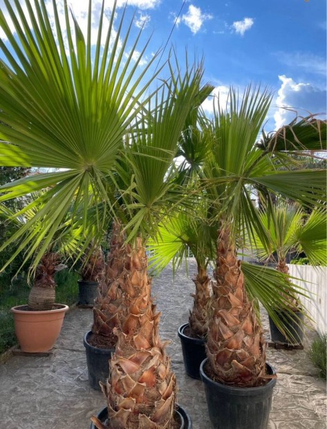 Washingtonia plma, plmafa 