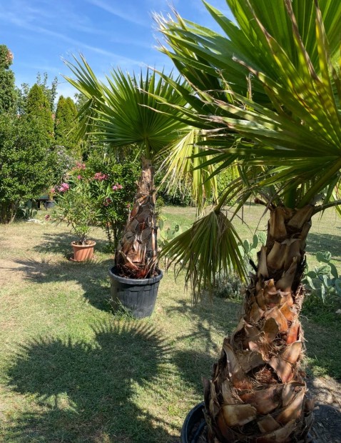 Washingtonia plma, plmafa nvny