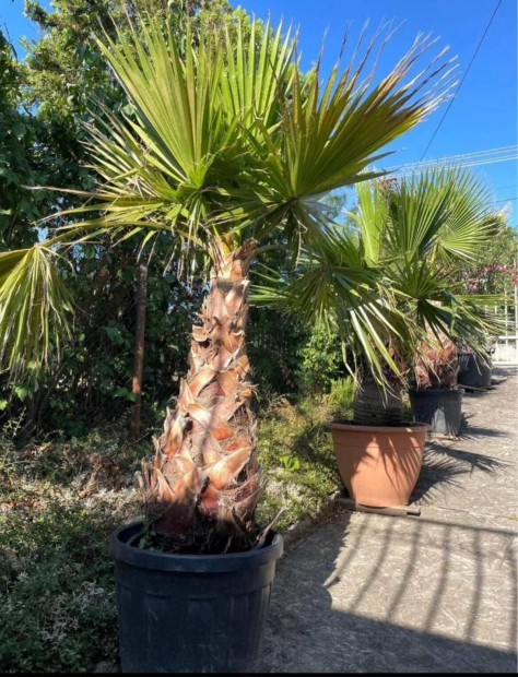 Washingtonia plma plmafa