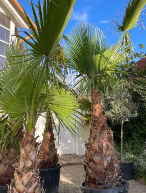 Washingtonia plma robusta filifera plmafa