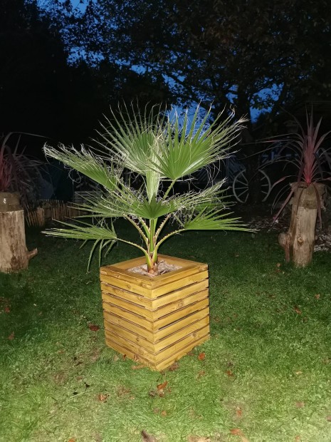 Washingtonia plma szombathelyen