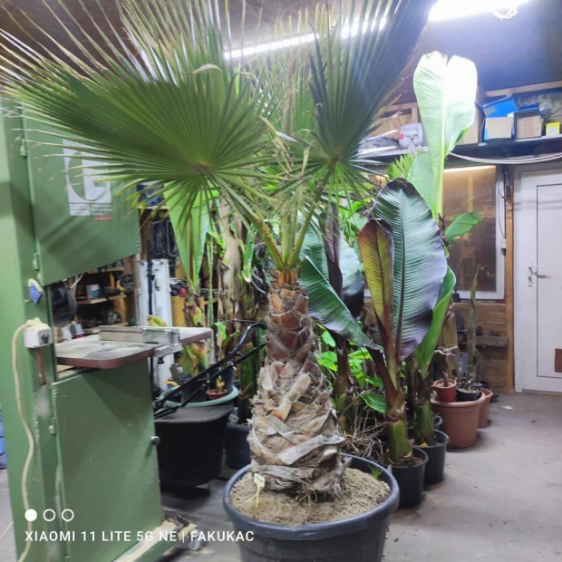 Washingtonia robusta plma elad