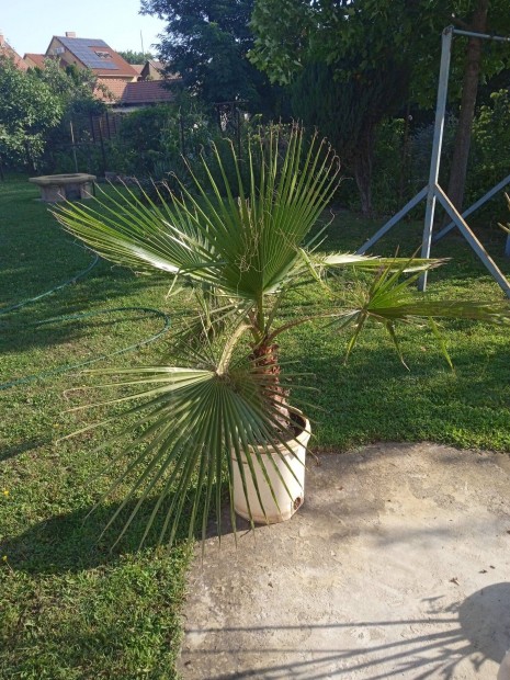 Washingtonia robusta plma elad!