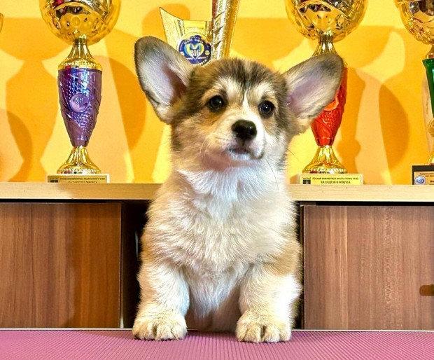 Welhs Corgi Pembroke babk