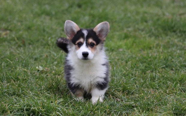 Welsh Corgi Pembroke kisfi trzsknyvvel