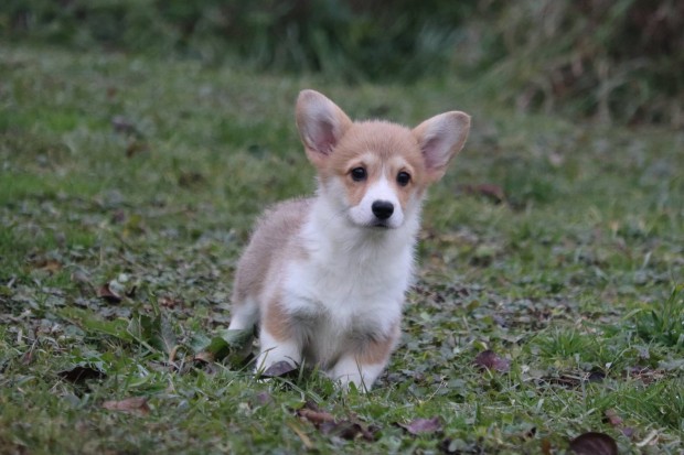 Welsh Corgi Pembroke kislny