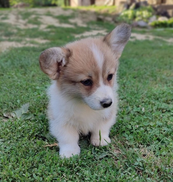 Welsh Corgi kiskutyk