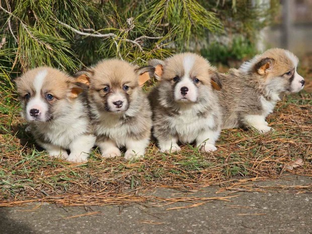 Welsh Corgi minsgi kiskutyk eladak!