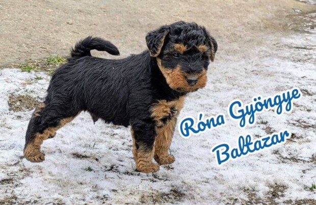 Welsh Terrier fajtatiszta, trzsknyvezett kiskutya