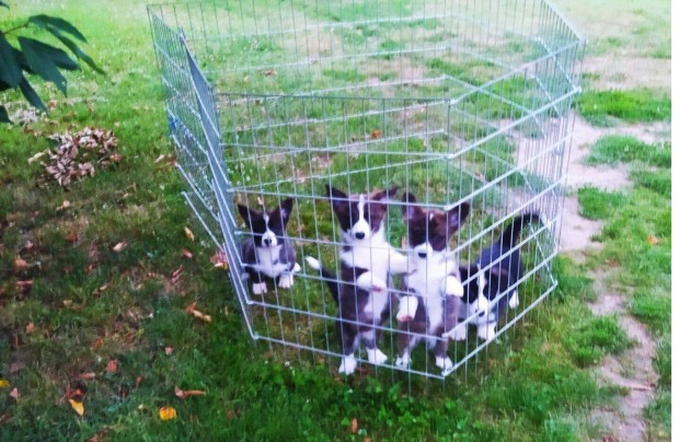 Welsh corgi fajtatiszta jelleg kiskutyk eladk !