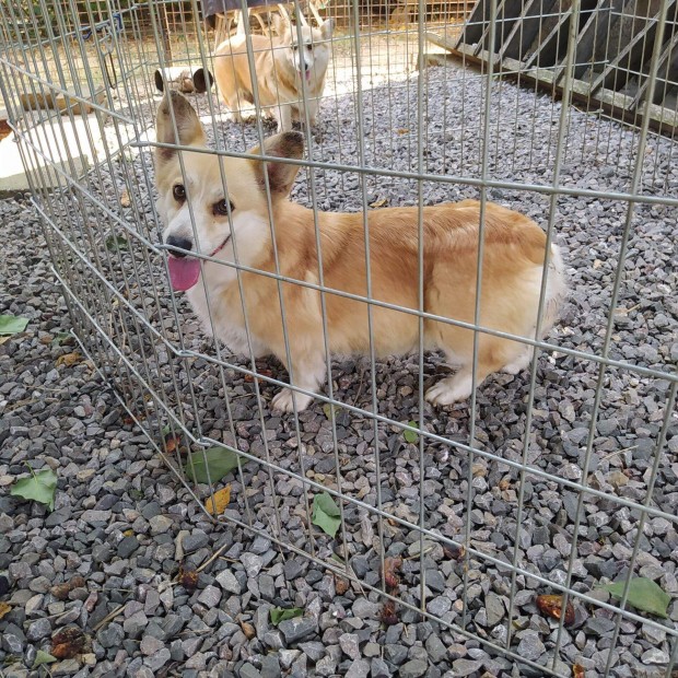 Welsh corgi gynyr, trzsknyvezett 4 ves lny kutya elad !