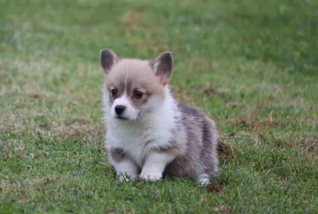 Welsh corgi kislny