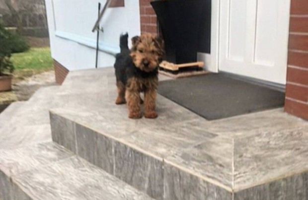 Welsh terrier fajtatiszta jelleg kiskutya,ingyen elvihet