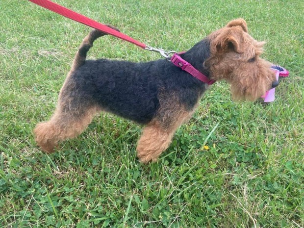 Welsh terrier klyk