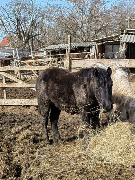 Welsz fekete csiko elad cserlhet iregszemcse