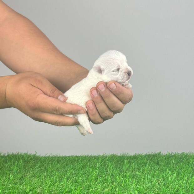 West Highland White Terrier Westie