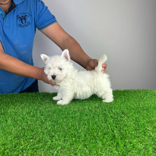 West Highland White Terrier Westie