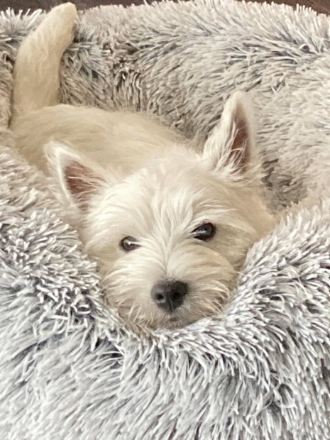 West Highland White Terrier Westie Westi kisfi