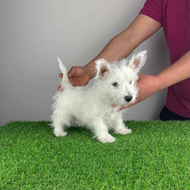 West Highland White terrier Westie