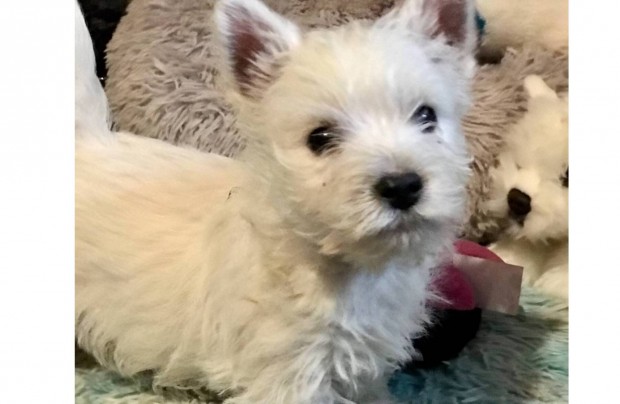 Westie West Highland White Terrier Westi szuka