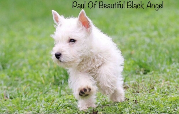 Westie West Highland White Terrier Weszti