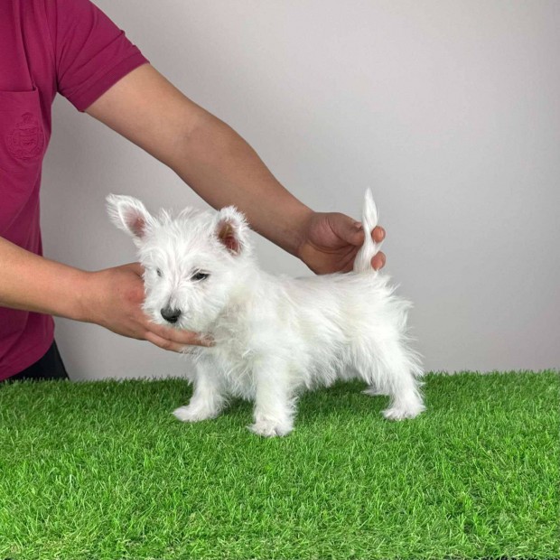 Westie West Highland White terrier kiskutyk