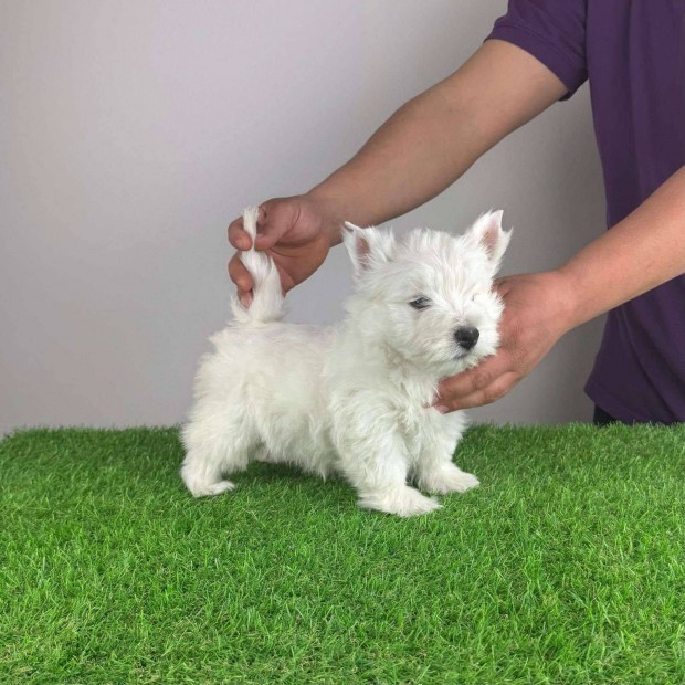 Westie West Highland White terrier trzsknyvvel