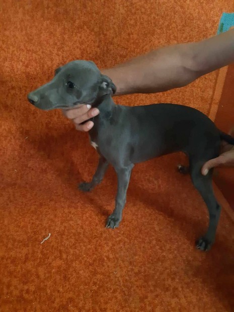 Whippet jelleg kiskutya