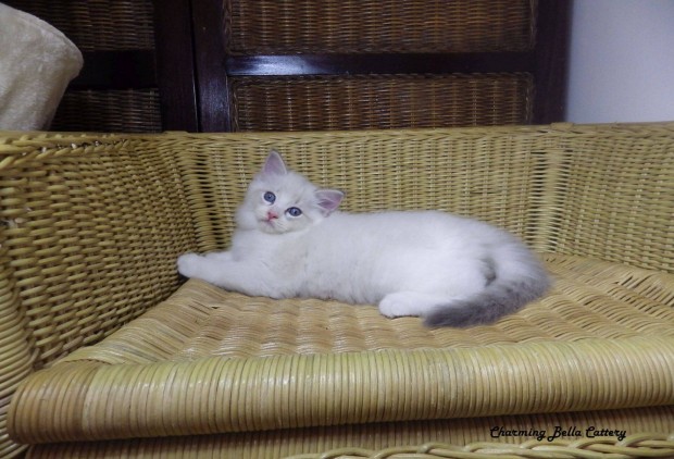 Whitney Ragdoll cica !