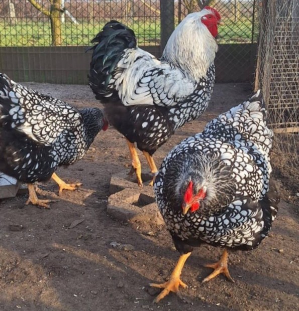 Wyandotten naposcsibe, ezüst szegélyezett