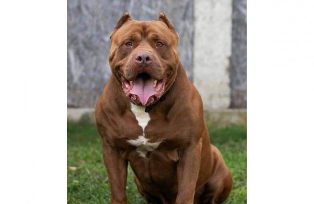 XXL pitbull kiskutyk